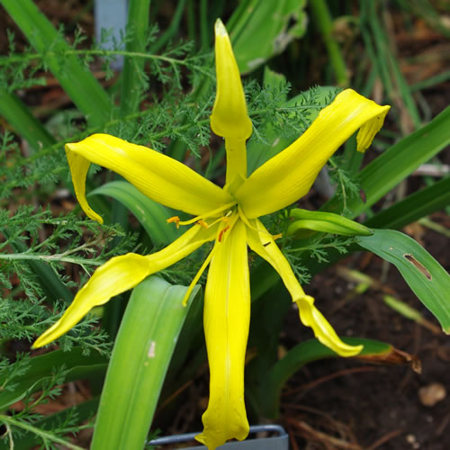 Hemerocallis Candlestick Park
